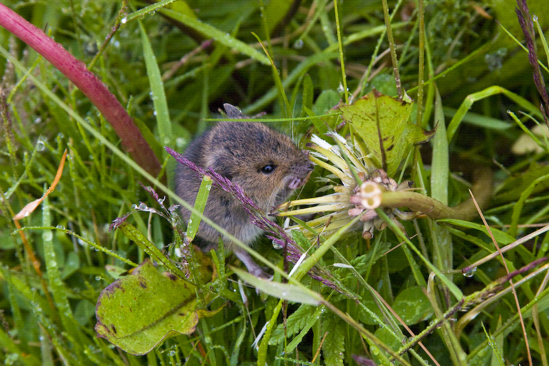 Field Mouse Eating Flower